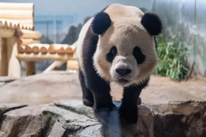 National Zoo pandas