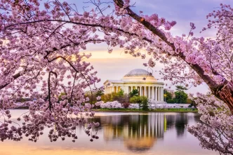 Washington celebra a chegada da primavera com a magia das cerejeiras